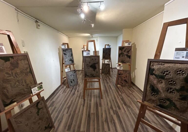 Изложба в Природонаучния музей представя уникални отливки от следи на застрашени животински видове