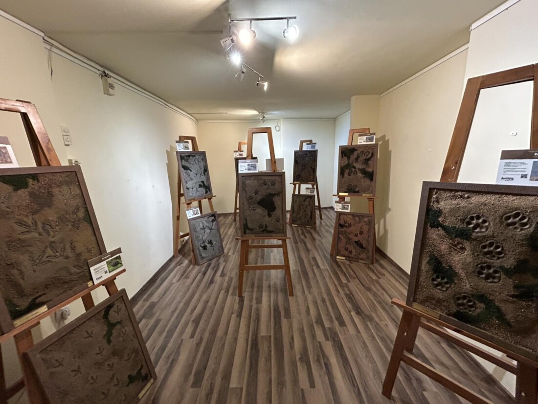 Изложба в Природонаучния музей представя уникални отливки от следи на застрашени животински видове