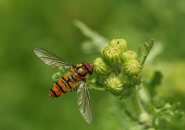 Уикенд на двукрилите в Природонаучен музей – Пловдив: Открийте тайните на мухите и комарите