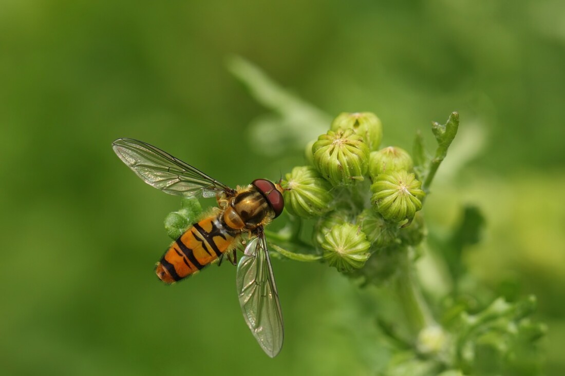 Уикенд на двукрилите в Природонаучен музей – Пловдив: Открийте тайните на мухите и комарите