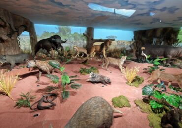 В Пловдив откриха първото в България зоокафе (СНИМКИ)