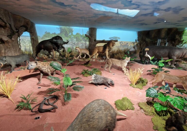 В Пловдив откриха първото в България зоокафе (СНИМКИ)