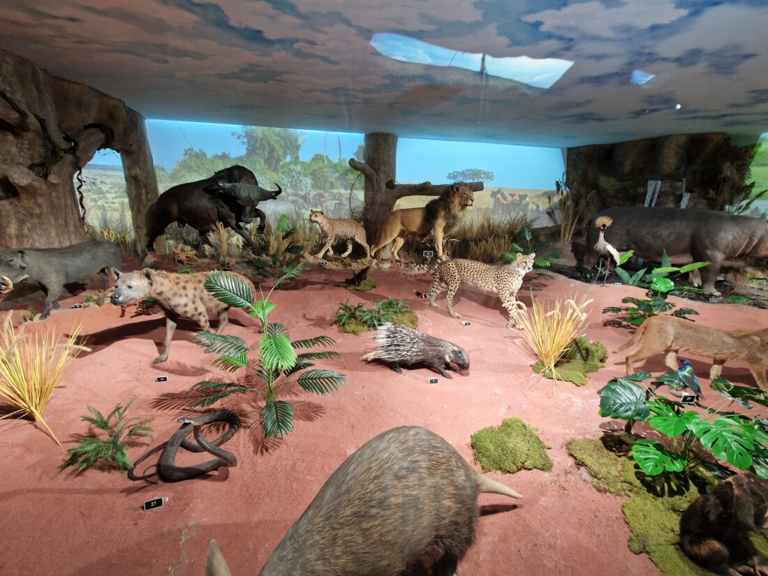 В Пловдив откриха първото в България зоокафе (СНИМКИ)