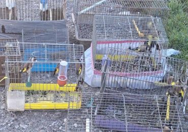 РИОСВ – Пловдив осуети незаконна търговия със защитени диви птици (ВИДЕО)