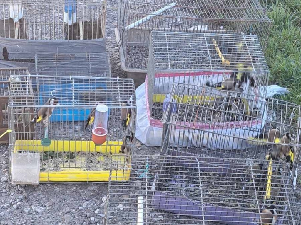 РИОСВ – Пловдив осуети незаконна търговия със защитени диви птици (ВИДЕО)