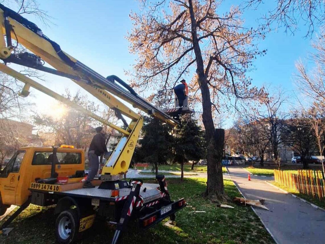 Заради бурния вятър: Сигнали за паднали клони на няколко места в Асеновград (СНИМКИ)