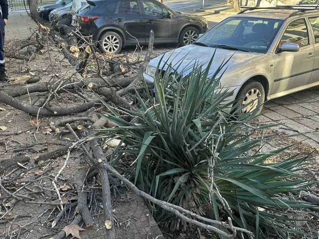 Десетки сигнали заради силния вятър в Пловдив, пожарникари, общински служители и доброволци са на терен (СНИМКИ)