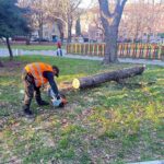 Заради бурния вятър: Сигнали за паднали клони на няколко места в Асеновград (СНИМКИ)