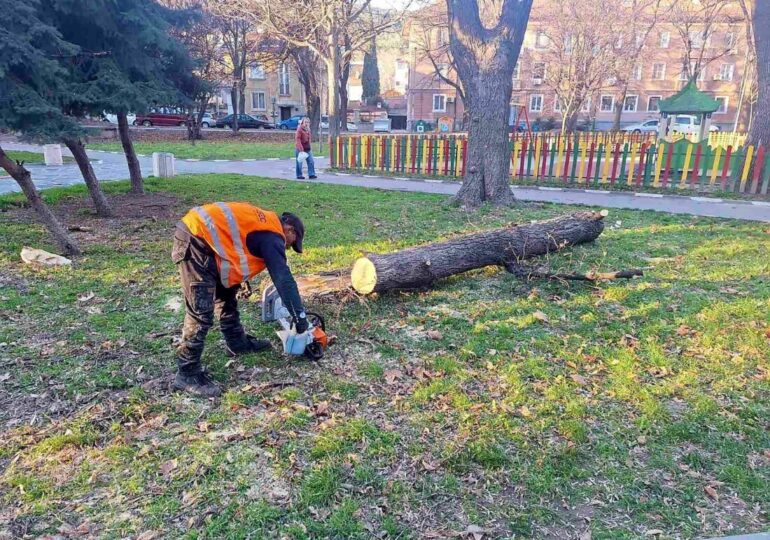 Заради бурния вятър: Сигнали за паднали клони на няколко места в Асеновград (СНИМКИ)