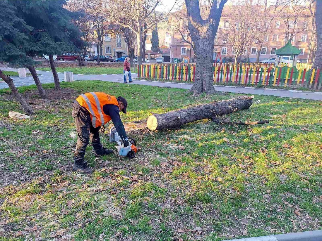 Заради бурния вятър: Сигнали за паднали клони на няколко места в Асеновград (СНИМКИ)