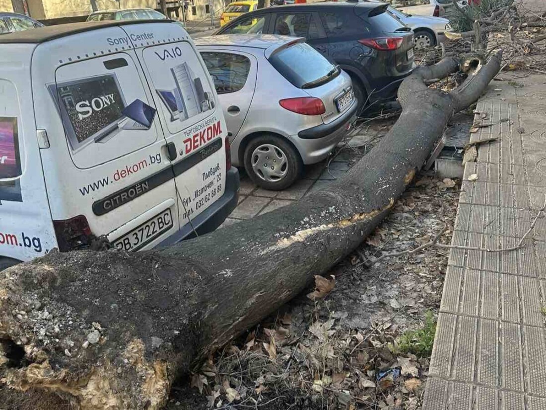 Десетки сигнали заради силния вятър в Пловдив, пожарникари, общински служители и доброволци са на терен (СНИМКИ)