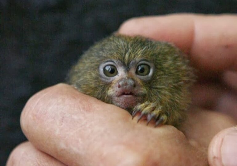 Най-малката маймунка в света вече е част от семейството на Регионален природонаучен музей – Пловдив (СНИМКИ)