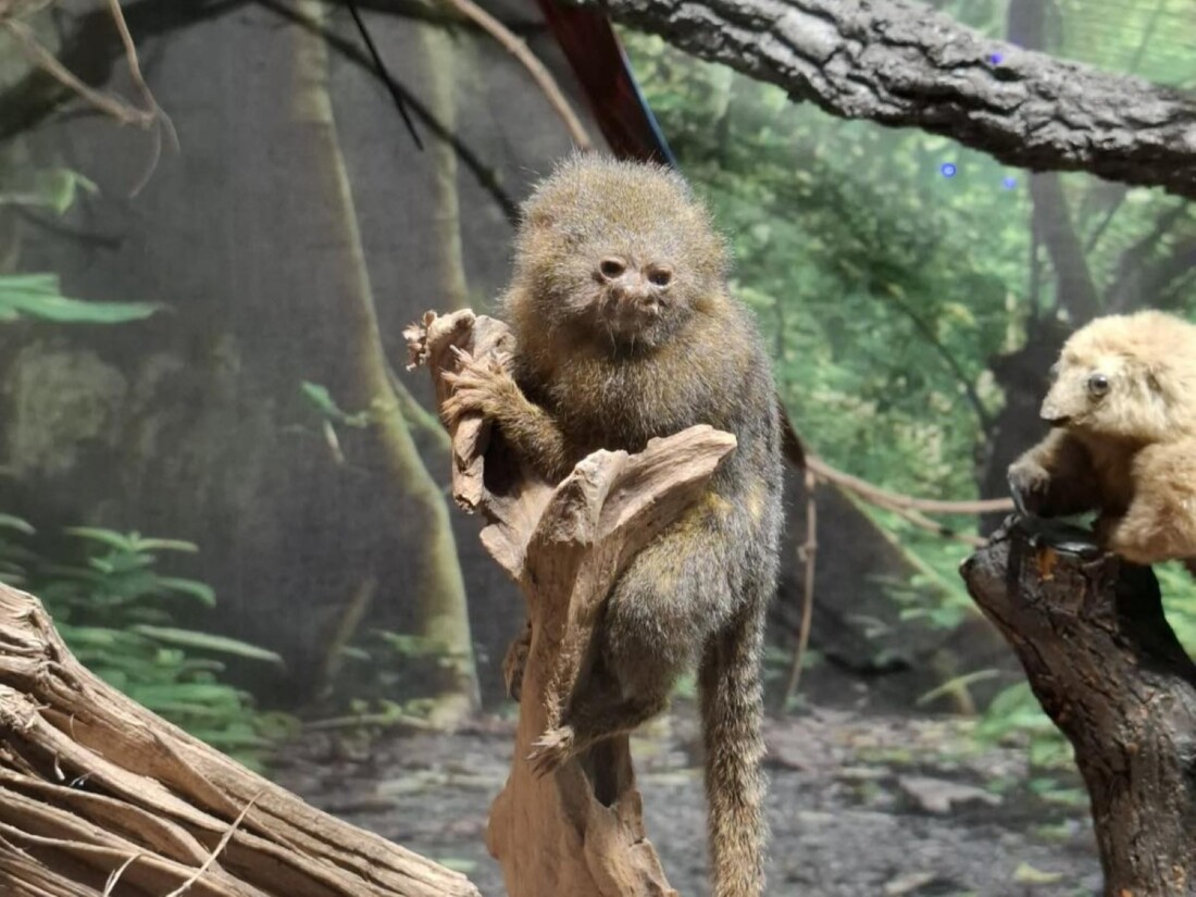 Най-малката маймунка в света вече е част от семейството на Регионален природонаучен музей – Пловдив (СНИМКИ)