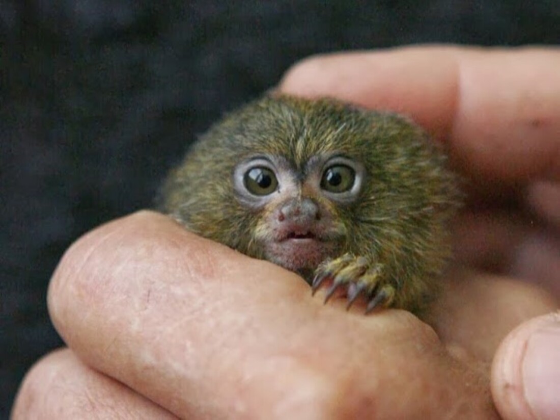 Най-малката маймунка в света вече е част от семейството на Регионален природонаучен музей – Пловдив (СНИМКИ)