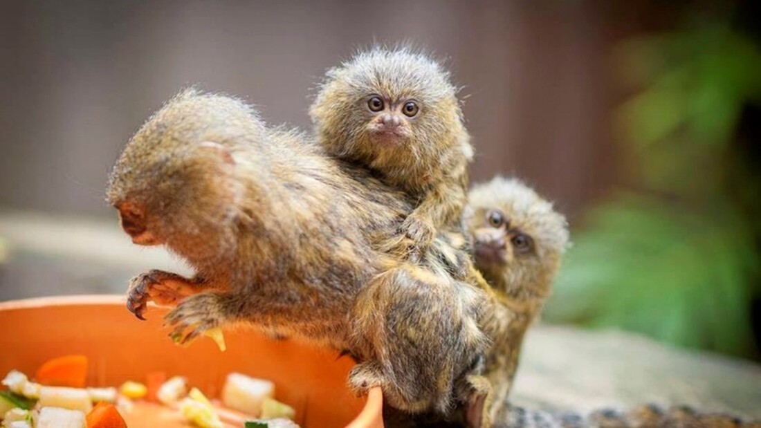 Най-малката маймунка в света вече е част от семейството на Регионален природонаучен музей – Пловдив (СНИМКИ)