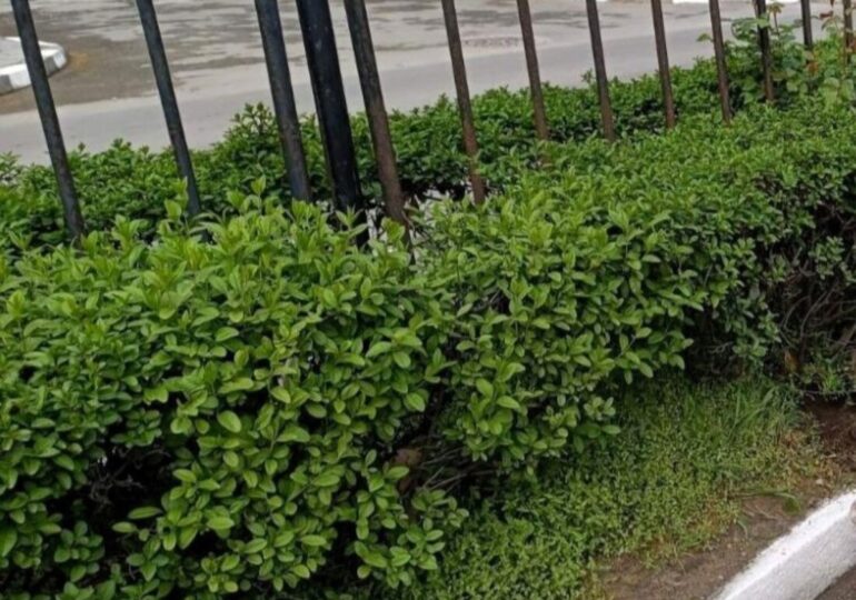 Предстои мащабно озеленяване в Асеновград