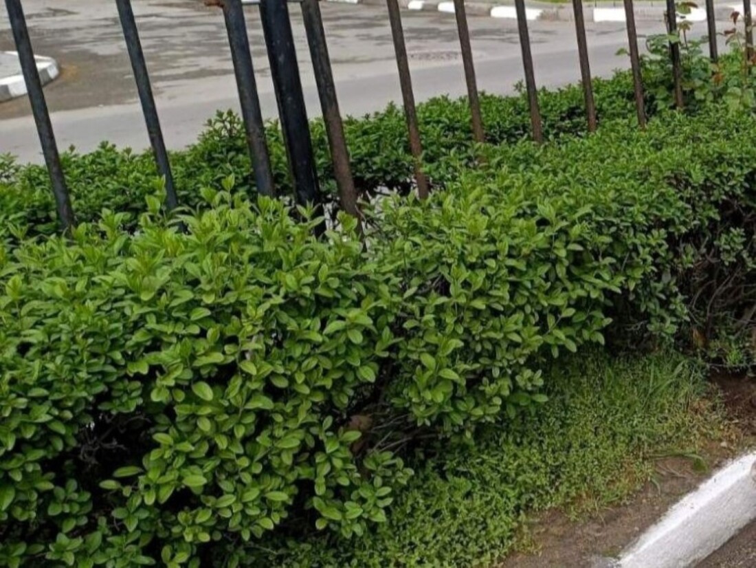 Предстои мащабно озеленяване в Асеновград