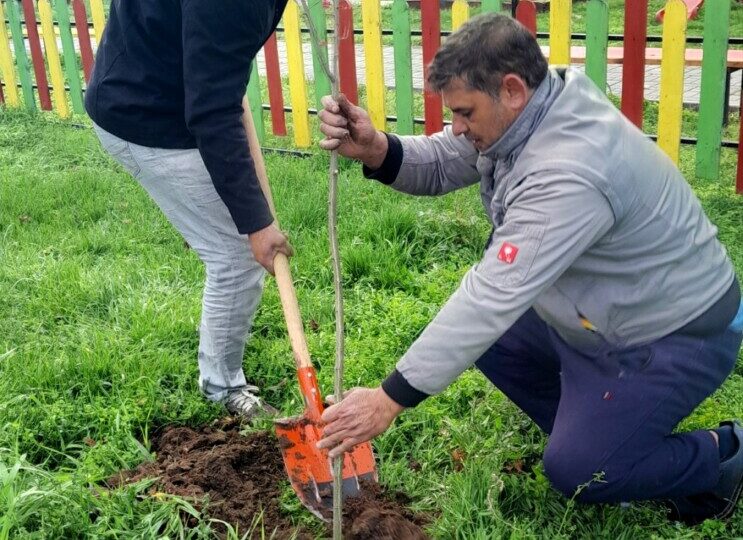 Повече от 500 фиданки раздаде безвъзмездно община Асеновград (СНИМКИ)