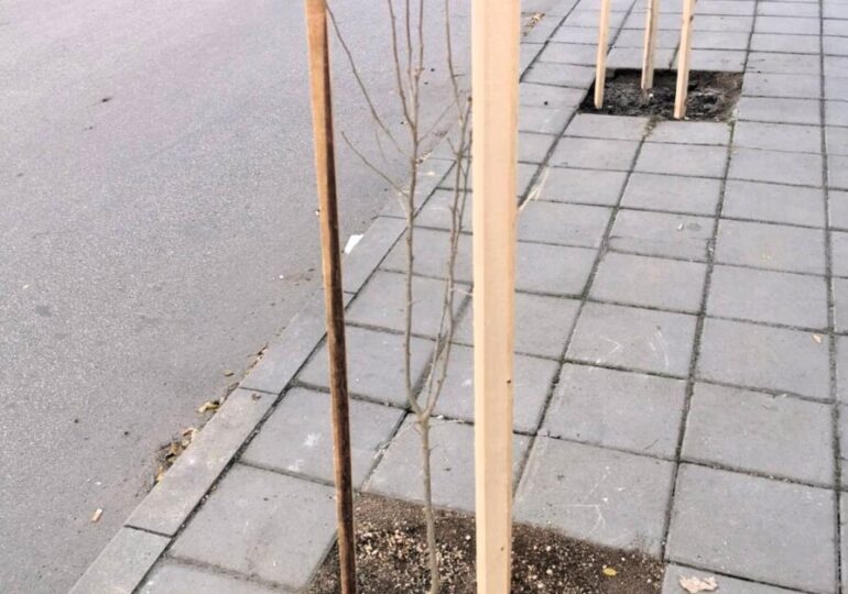 Повече от 500 фиданки раздаде безвъзмездно община Асеновград (СНИМКИ)