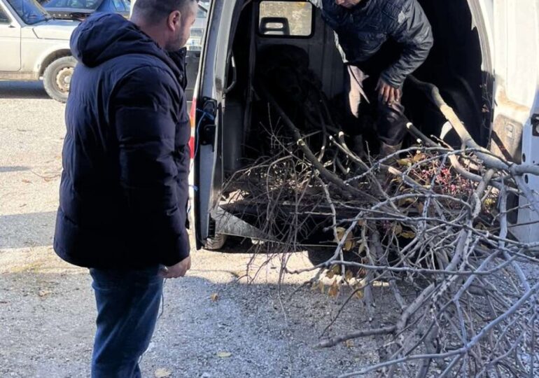 Повече от 500 фиданки раздаде безвъзмездно община Асеновград (СНИМКИ)