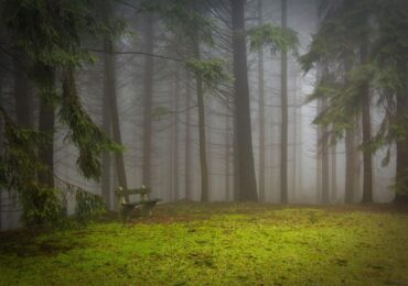 Силен вятър прекърши борове в курорта "Боровец", задействаха системата BG-Alert (СНИМКИ)