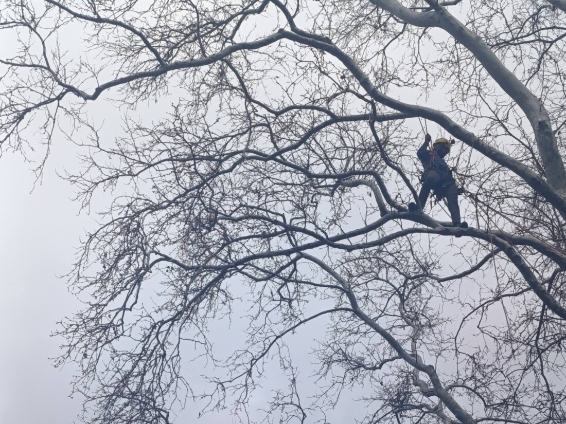 Двама арбористи почистиха безвъзмездно опасни клони в ДГ "Зорница" в "Южен" (СНИМКИ)