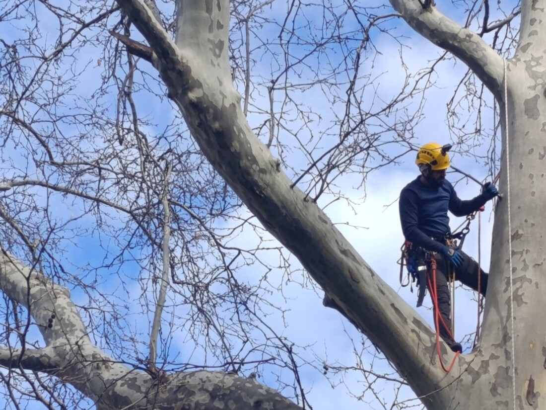 Двама арбористи почистиха безвъзмездно опасни клони в ДГ "Зорница" в "Южен" (СНИМКИ)