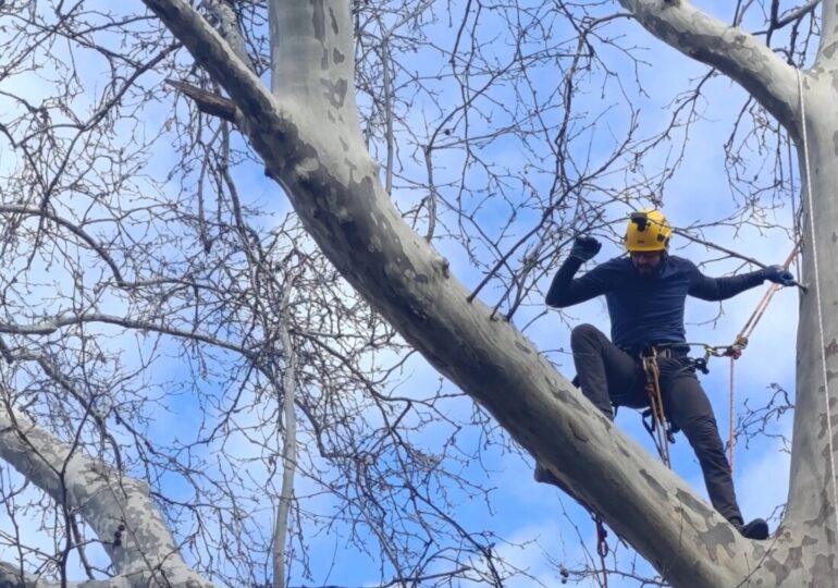 Двама арбористи почистиха безвъзмездно опасни клони в ДГ "Зорница" в "Южен" (СНИМКИ)