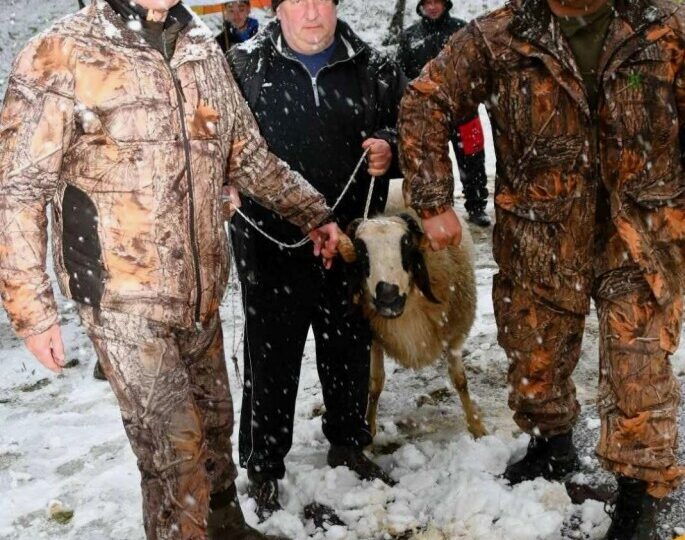 Снегът не попречи на празника: 32-годишен от Крушаре спечели 100-килограмов овен на борбите в Асеновград (СНИМКИ) 12 Снегът не попречи на празника: 32-годишен от Крушаре спечели 100-килограмов овен на борбите в Асеновград (СНИМКИ)