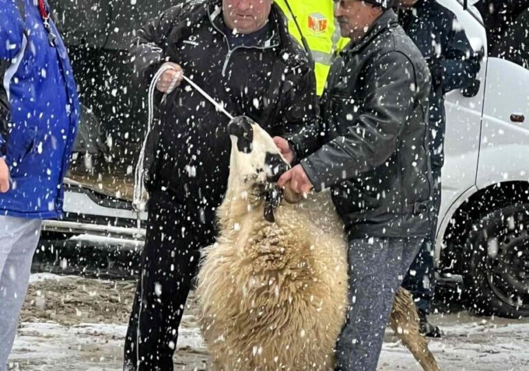 Снегът не попречи на празника: 32-годишен от Крушаре спечели 100-килограмов овен на борбите в Асеновград (СНИМКИ) 11 Снегът не попречи на празника: 32-годишен от Крушаре спечели 100-килограмов овен на борбите в Асеновград (СНИМКИ)