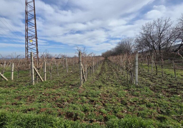 Столицата на виното Брестовица отбеляза Трифон Зарезан (ГАЛЕРИЯ) 29 Столицата на виното Брестовица отбеляза Трифон Зарезан (ГАЛЕРИЯ)