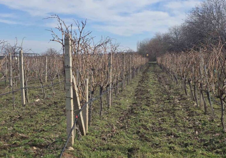 Столицата на виното Брестовица отбеляза Трифон Зарезан (ГАЛЕРИЯ) 28 Столицата на виното Брестовица отбеляза Трифон Зарезан (ГАЛЕРИЯ)