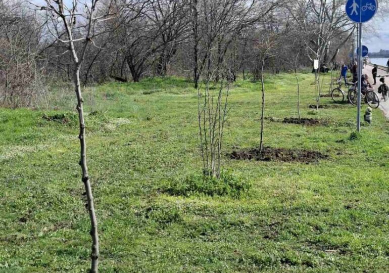 Залесяват Гребната база в Пловдив с близо 200 чинара (ГАЛЕРИЯ)