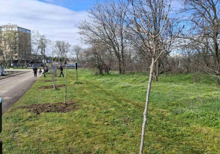 Залесяват Гребната база в Пловдив с близо 200 чинара (ГАЛЕРИЯ)