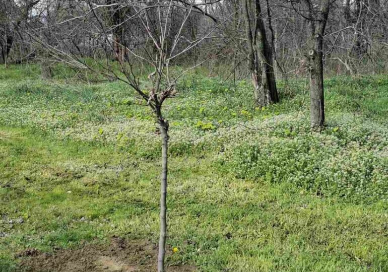 Залесяват Гребната база в Пловдив с близо 200 чинара (ГАЛЕРИЯ)