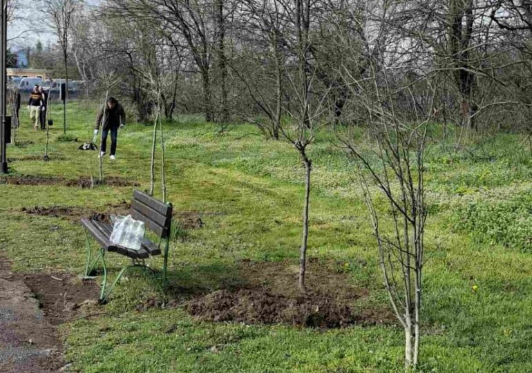 Залесяват Гребната база в Пловдив с близо 200 чинара (ГАЛЕРИЯ)