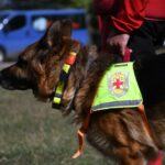 ПСС: Не е потвърдено, че мечка е нападнала туриста на Витоша