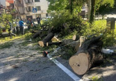 Дърво рухна в Асеновград, от общината с официална информация за инцидента (СНИМКИ)