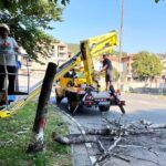 Започна поетапното премахване на опасни дървета в Асеновград (СНИМКИ)