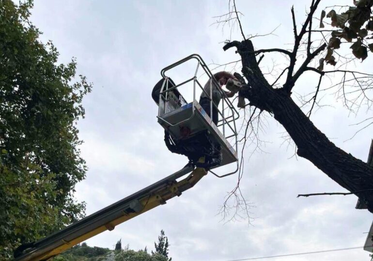 Започна поетапното премахване на опасни дървета в Асеновград (СНИМКИ)