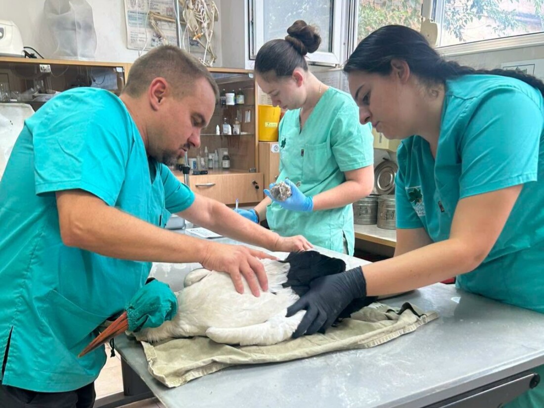 Благородно: Служители на община Сопот спасиха млад щъркел (СНИМКИ) 1 Благородно: Служители на община Сопот спасиха млад щъркел (СНИМКИ)