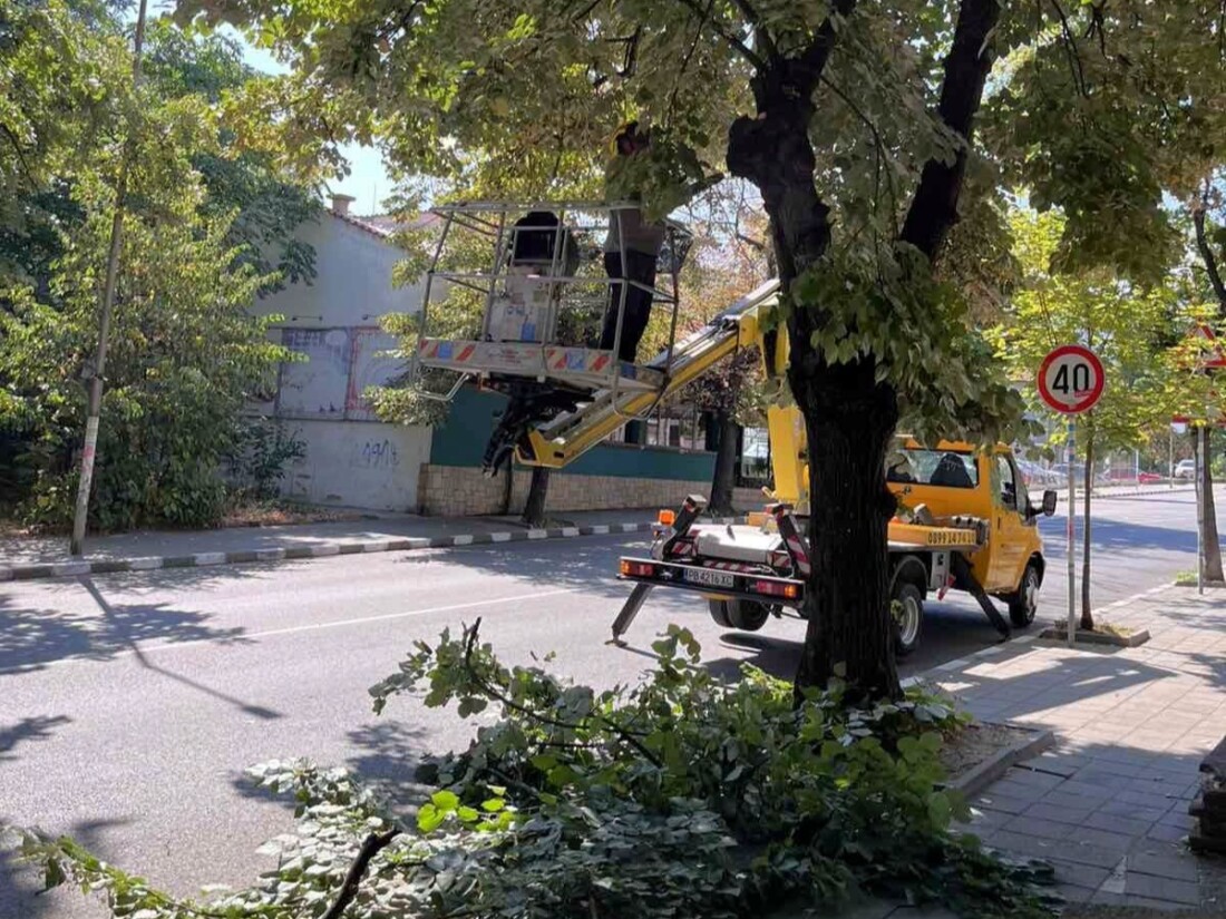 Подрязват короните на дърветата по възлов участък в Асеновград (СНИМКИ)