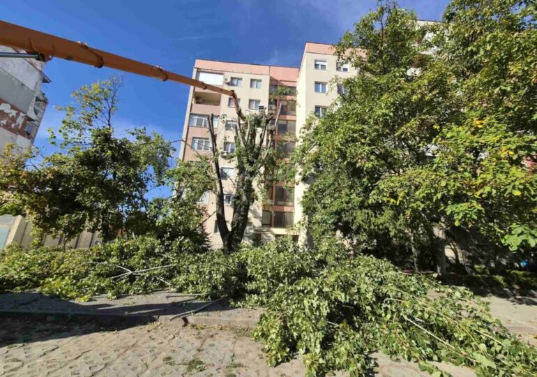 След сигнали на граждани: Обезопасиха топола пред блок в пловдивския район „Тракия“ (ГАЛЕРИЯ)